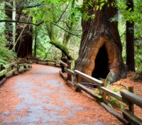 Muir Woods